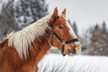 Portrait of a chestnut brown noriker coldblood horse weanling foal in front of a snowy winter...