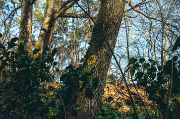 Obraz premium marked tree