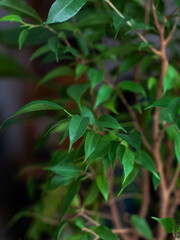 Obraz premium Ficus benjamina with small green leaves as texture or background, tropical background, home flower, cozy interior