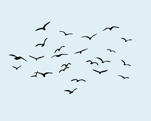 flock of birds