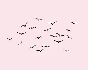 birds flying in the sky