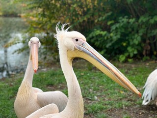 pelican in the zoo close up