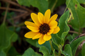 Yellow Flower in Miami, Florida