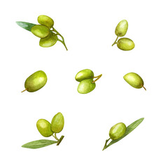 Olive branch with fruits, Watercolor illustration. Green branch.