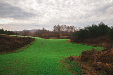 Beautiful green meadow in autumn morning