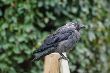 blackbird on a fence