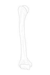 Right Humerus. Anterior (ventral) view. Black and white illustration.