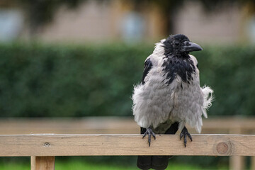 pigeon sitting on a fence