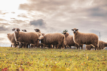 Herd of sheep in a field at sunset