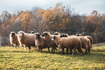 Obraz premium Herd of sheep in a field at sunset