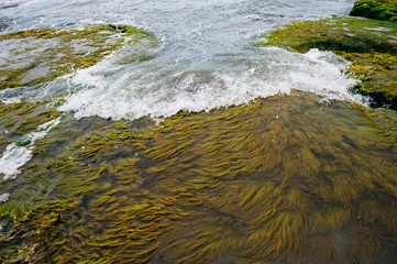 Green seaweed puddle on the beach top shot in Costa Rica