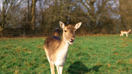 red deer grazing on the meadow in richmond park