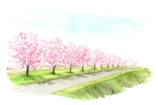 土手に咲く桜の木　水彩画