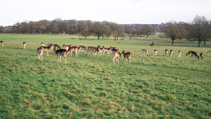 red deer grazing on the meadow in richmond park