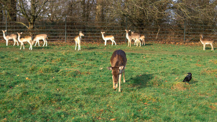 red deer grazing on the meadow in richmond park