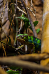 green lizard on a tree