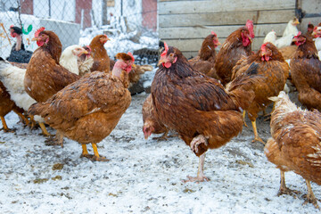 Red chickens on the snowy ground.