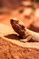 bearded dragon lizard