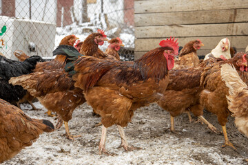Red chickens on the snowy ground.