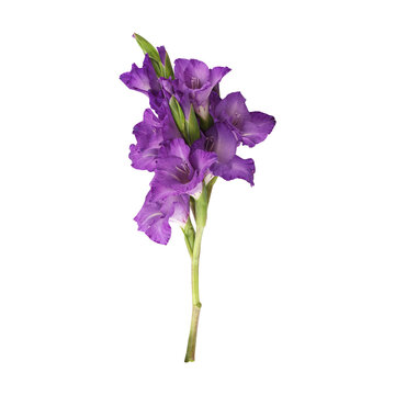 Purple gladiolus flower stem isolated on transparent background