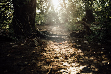 Tranquil view of sunlight in forest
