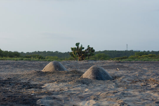Two Olive Ridley Sea Turtles laying eggs with a nopal in the background.