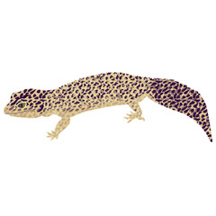Lizard, Reptile Illustration 