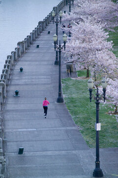 A woman runs under blossoming ornamental cherry trees along the waterfront in Portland, Oregon, USA.