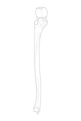 The Ulna of the Right Forearm. Anterior (ventral) view. Black and white illustration.