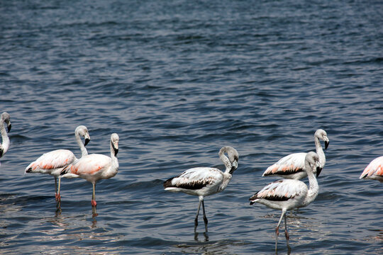 beautiful scene of flamingos in a natural reserve-june 2020-wild landscape natural park in the city of paracas bay of the pacific ocean peru