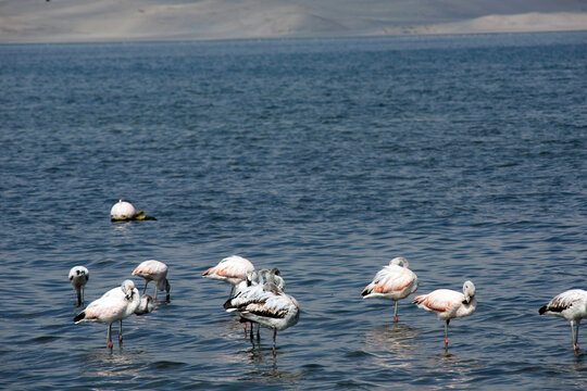 beautiful scene of flamingos in a natural reserve-june 2020-wild landscape natural park in the city of paracas bay of the pacific ocean peru