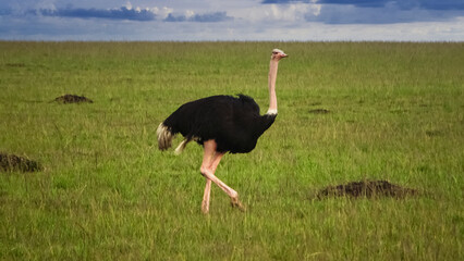 Wild bird ostrich in the savannah of Africa.
