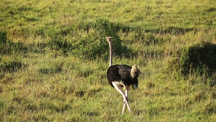 Wild bird ostrich in the savannah of Africa.
