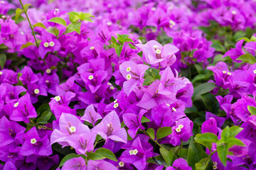 Beautiful bougainvillea flowers with green leaves