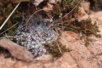 Dew on a Web