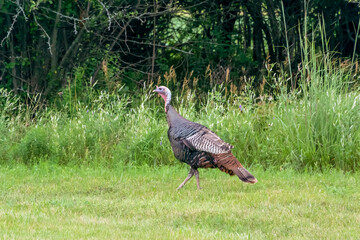 Wild Turkey Near An Urban Woods In Summer