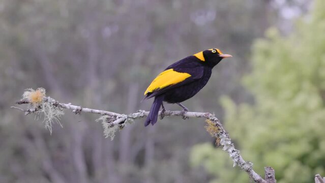 two male regent bowerbirds compete for a perch at o'reillys rainforest retreat in lamington national park of sth qld, australia