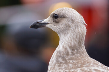 close up of a seagull