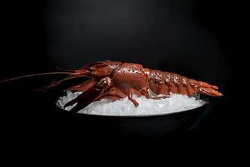 Marron Lobster; lobster; Crustacean