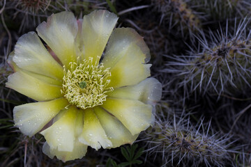 Yellow prickly pear cactus flower closeup