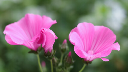 Closeup of beautiful flowers and buds of Lavatera trimestris. Annual mallow. Flower Lavatera trimestris in garden. Close up of Rose mallow. Malva trimestris. Flowers in bloom. Summer. Valentine's day