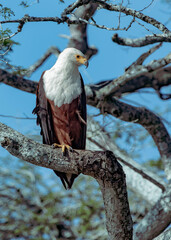 An African Fish Eagle sit majestically on the banks of the Lake Mburo 
