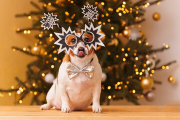 Fat dog shows his tongue, celebrating New Year wearing party glasses.