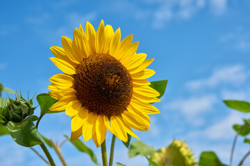 Sunflower against Blue Sky in the Sun. Flowering sunflower plant on a farm field.

