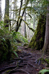 Outdoor winter West Coast forest hiking trails in the rainforest. Nature background.