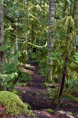 Outdoor winter West Coast forest hiking trails in the rainforest. Nature background.