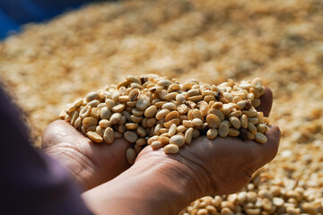 agriculture concept Harvest the Arabica coffee berries of the coffee plant. Farm organic arabica coffee beans, green robusta and arabica coffee berries by farmer's hands.