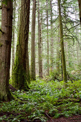 Obraz premium Outdoor winter West Coast forest hiking trails in the rainforest. Nature background.