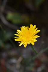 Flor amarilla con fondo desenfocado