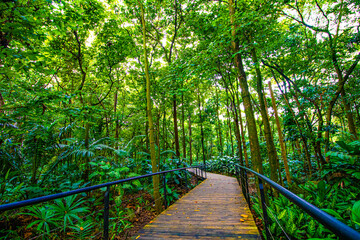 path in the forest